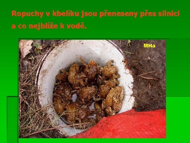 Ropuchy v kbelíku jsou přeneseny přes silnici a co nejblíže k vodě. 