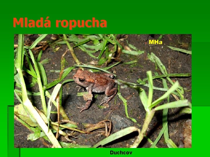 Mladá ropucha Duchcov 