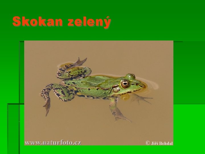 Skokan zelený 