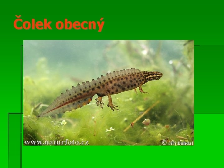 Čolek obecný 