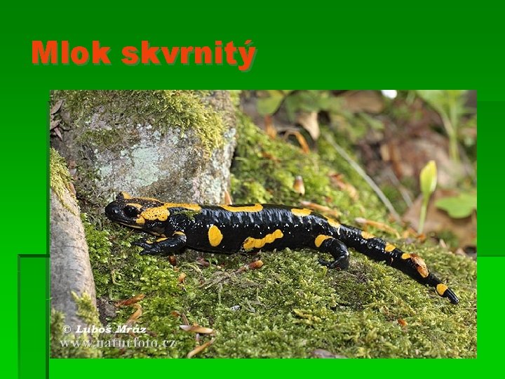 Mlok skvrnitý 