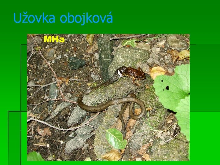 Užovka obojková 