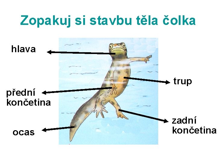 Zopakuj si stavbu těla čolka hlava trup přední končetina ocas zadní končetina 