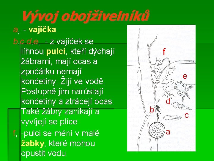 Vývoj obojživelníků a, - vajíčka b, c, d, e, - z vajíček se líhnou