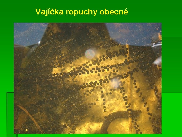 Vajíčka ropuchy obecné 