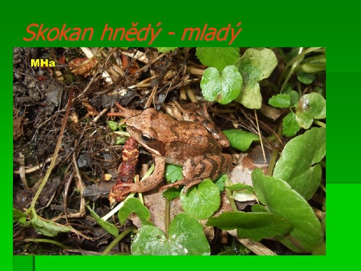 Skokan hnědý - mladý 