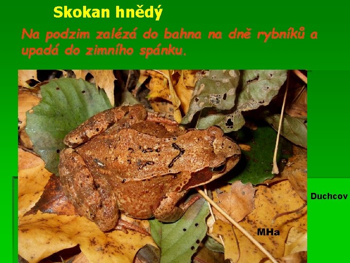 Skokan hnědý Na podzim zalézá do bahna na dně rybníků a upadá do zimního