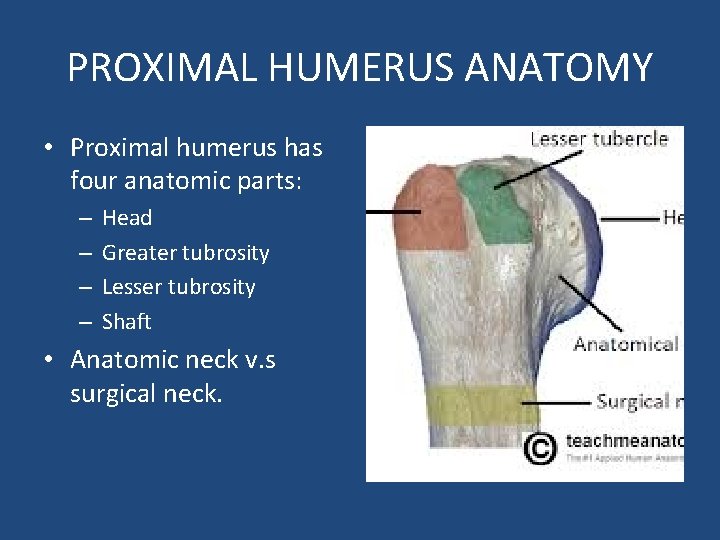 PROXIMAL HUMERUS ANATOMY • Proximal humerus has four anatomic parts: – – Head Greater
