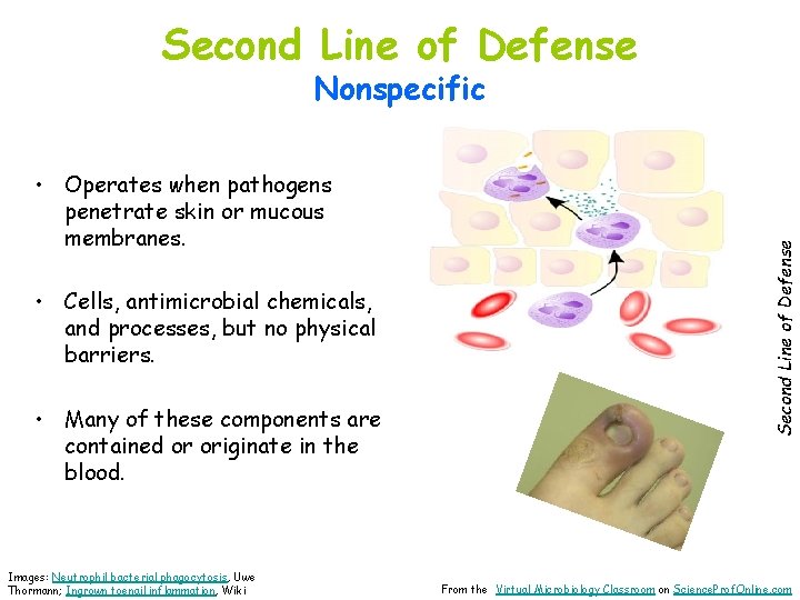 Second Line of Defense • Operates when pathogens penetrate skin or mucous membranes. •