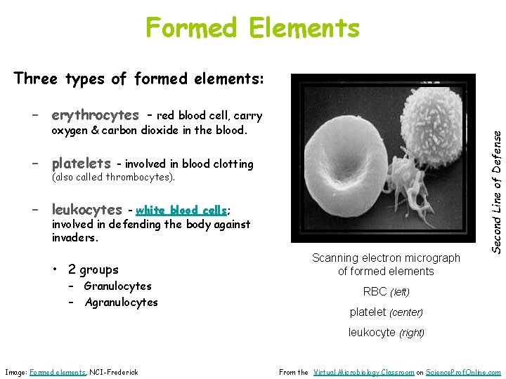 Formed Elements Three types of formed elements: oxygen & carbon dioxide in the blood.
