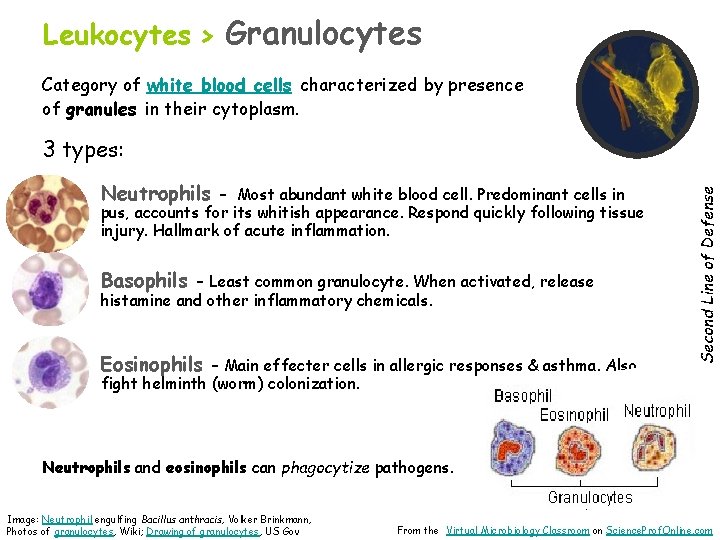 Leukocytes > Granulocytes Category of white blood cells characterized by presence of granules in