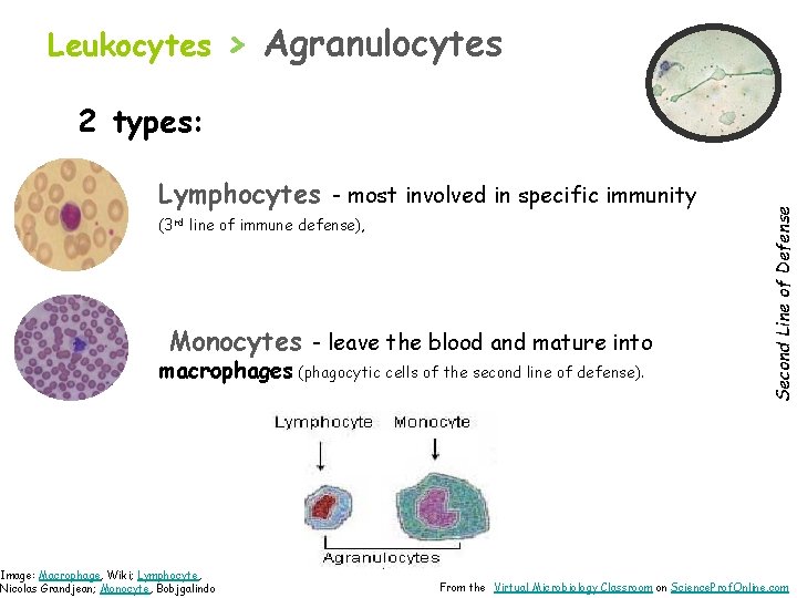 Leukocytes > Agranulocytes Lymphocytes - most involved in specific immunity (3 rd line of