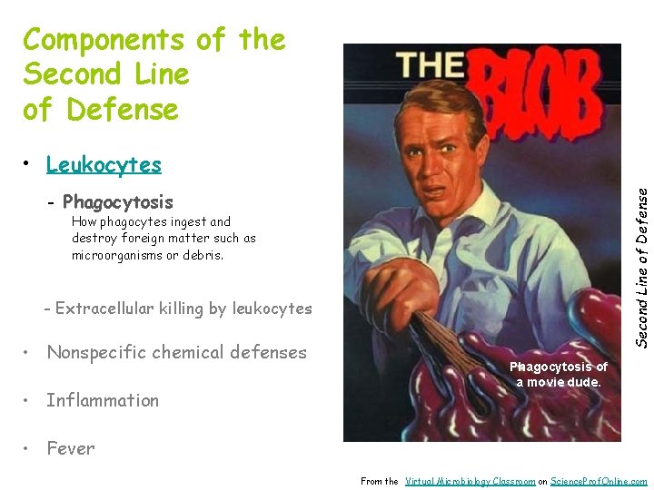 Components of the Second Line of Defense • Leukocytes Second Line of Defense -