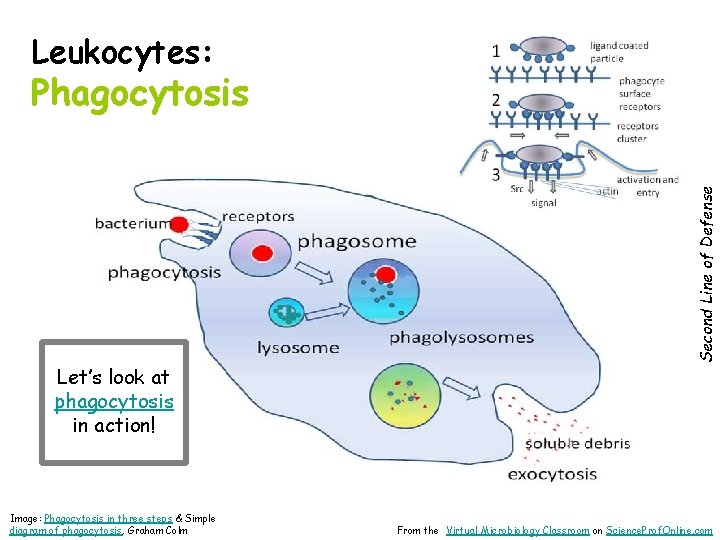 Leukocytes: Let’s look at phagocytosis in action! Image: Phagocytosis in three steps & Simple