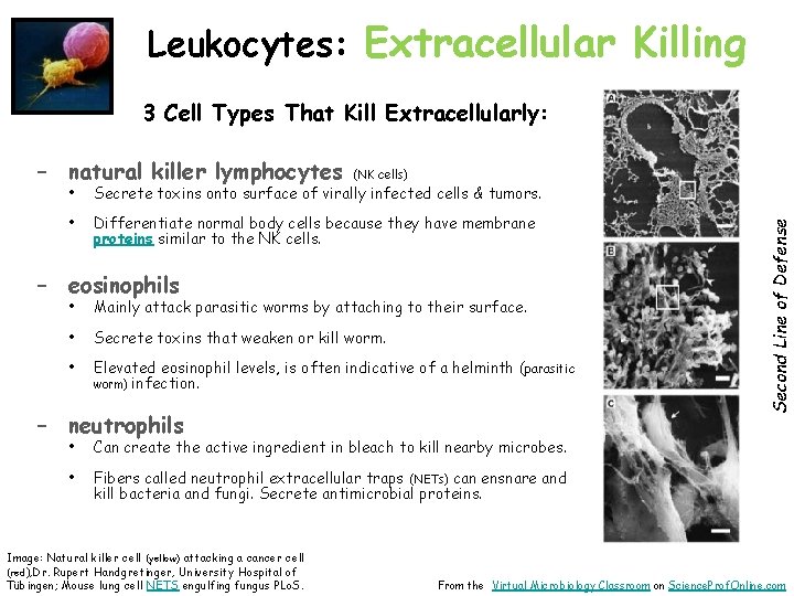 Leukocytes: Extracellular Killing 3 Cell Types That Kill Extracellularly: (NK cells) • Secrete toxins