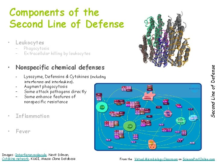 Components of the Second Line of Defense Leukocytes – – Phagocytosis Extracellular killing by