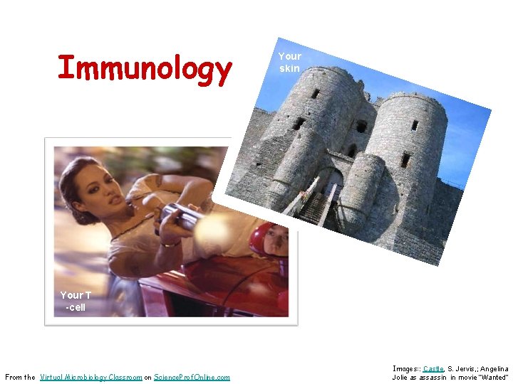 Immunology Your skin Your Skin pathogen Your T -cell From the Virtual Microbiology Classroom