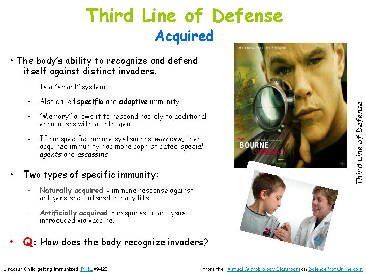 Third Line of Defense Acquired • The body’s ability to recognize and defend •
