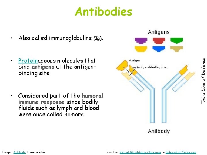 Antibodies • Also called immunoglobulins (Ig). Third Line of Defense • Proteinaceous molecules that