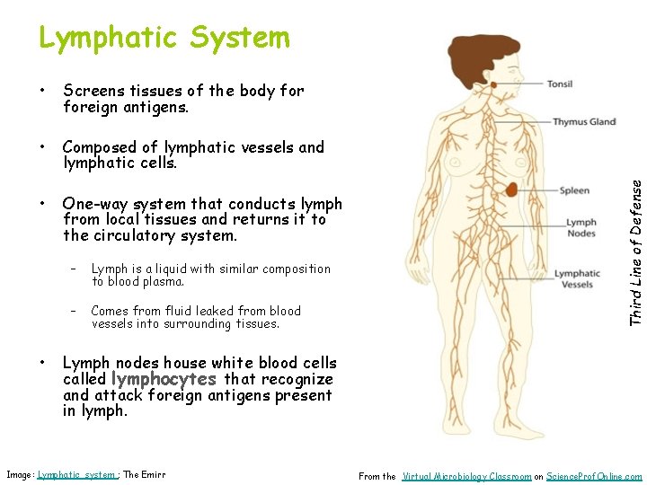  • Screens tissues of the body foreign antigens. • Composed of lymphatic vessels