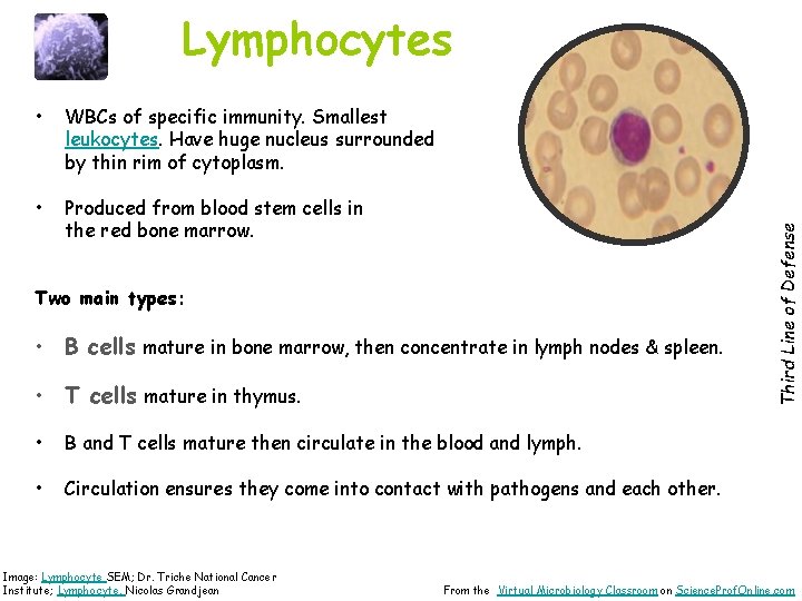  • WBCs of specific immunity. Smallest leukocytes. Have huge nucleus surrounded by thin
