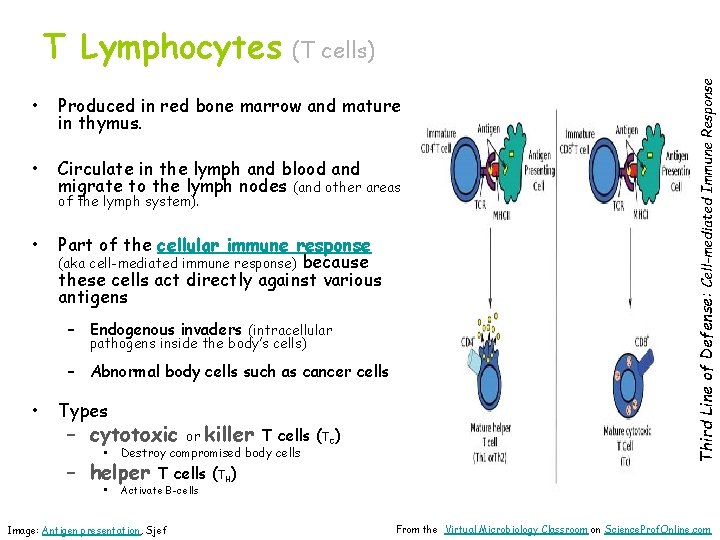 (T cells) • Produced in red bone marrow and mature in thymus. • Circulate