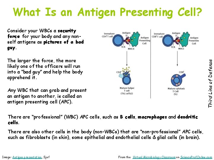 What Is an Antigen Presenting Cell? Consider your WBCs a security force for your