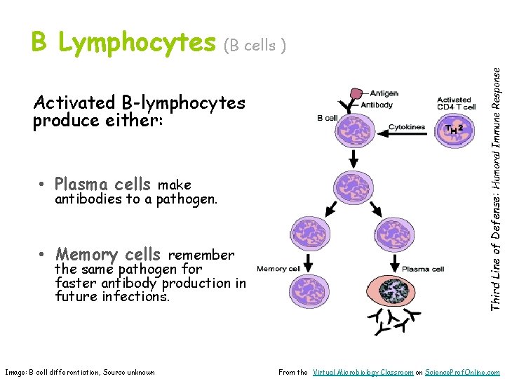 (B cells ) Activated B-lymphocytes produce either: • Plasma cells make antibodies to a