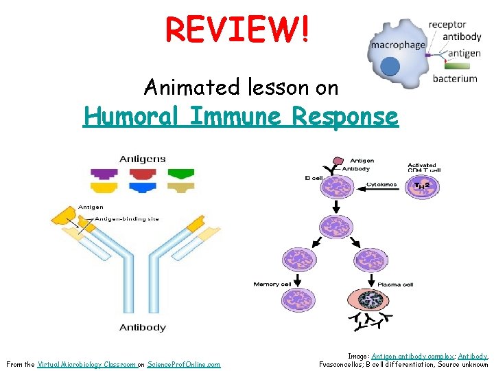 REVIEW! Animated lesson on Humoral Immune Response From the Virtual Microbiology Classroom on Science.