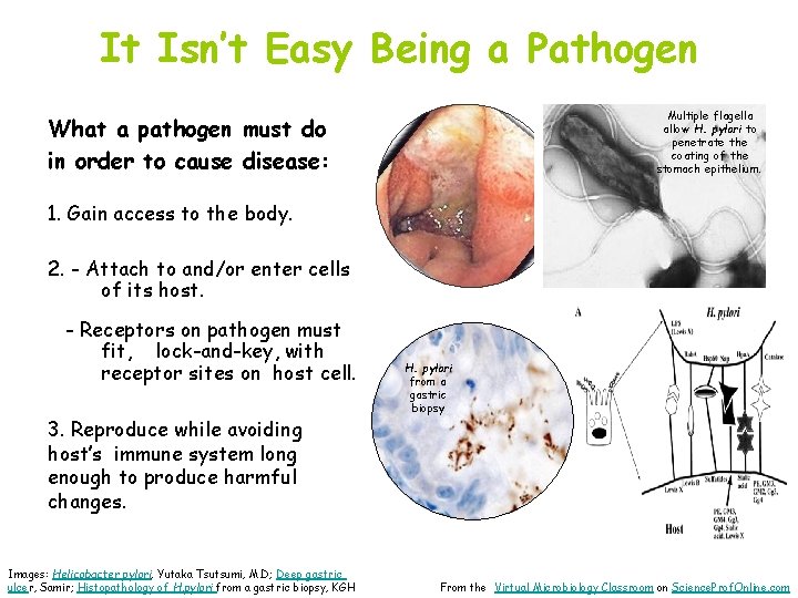 It Isn’t Easy Being a Pathogen Multiple flagella allow H. pylori to penetrate the
