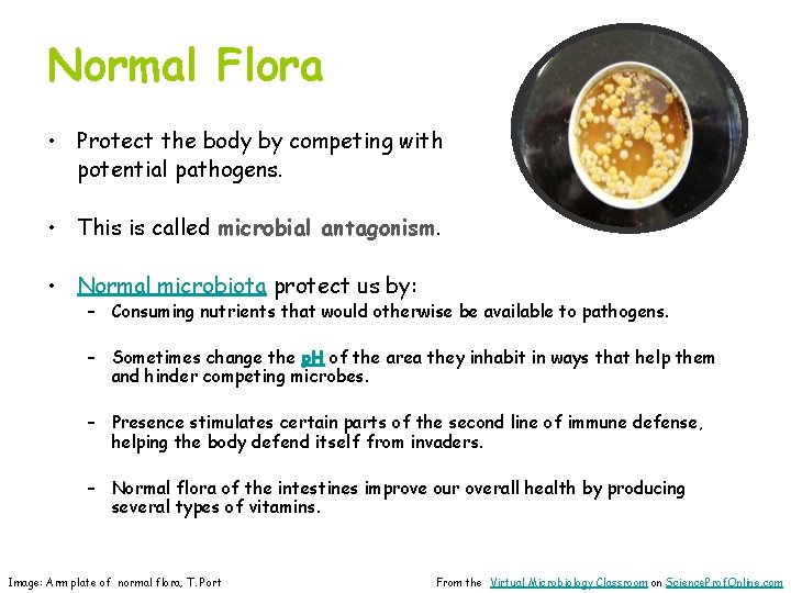 Normal Flora • Protect the body by competing with potential pathogens. • This is
