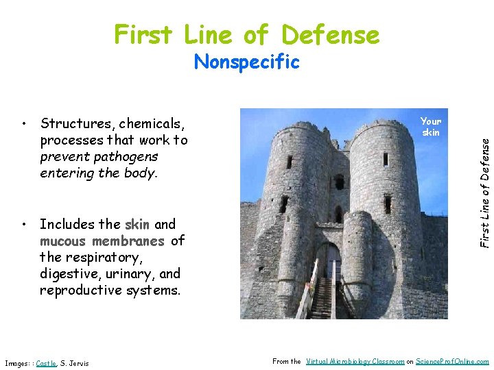 First Line of Defense • Structures, chemicals, processes that work to prevent pathogens entering