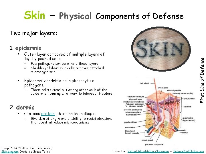 Skin – Physical Components of Defense Two major layers: • Outer layer composed of