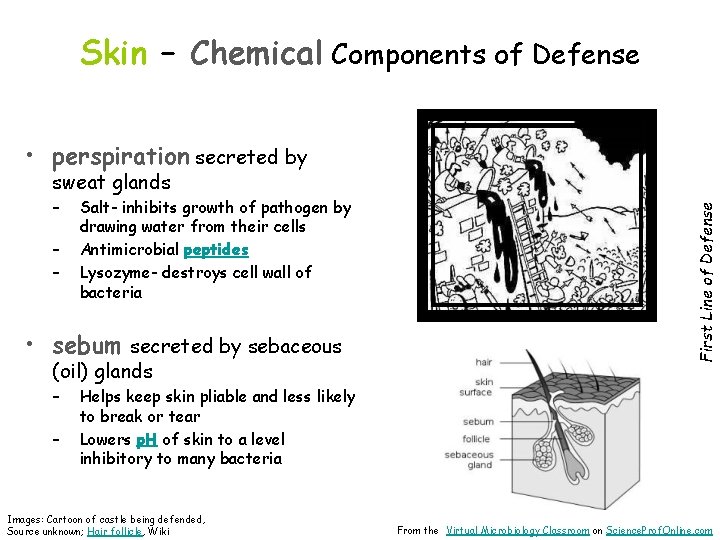 Skin – Chemical Components of Defense • perspiration secreted by – – – Salt-