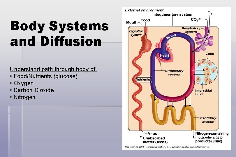 Body Systems and Diffusion Understand path through body of: • Food/Nutrients (glucose) • Oxygen