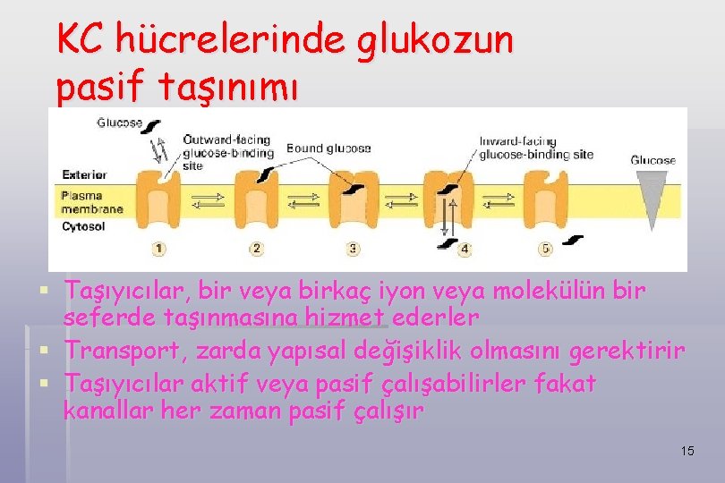 KC hücrelerinde glukozun pasif taşınımı § Taşıyıcılar, bir veya birkaç iyon veya molekülün bir