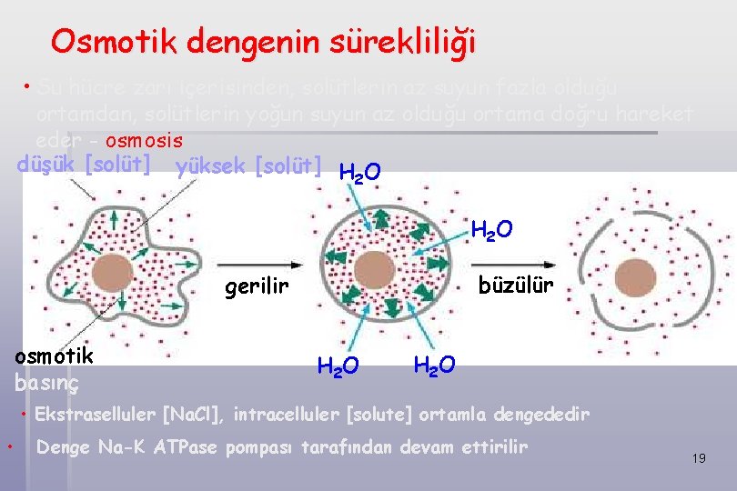 Osmotik dengenin sürekliliği • Su hücre zarı içerisinden, solütlerin az suyun fazla olduğu ortamdan,
