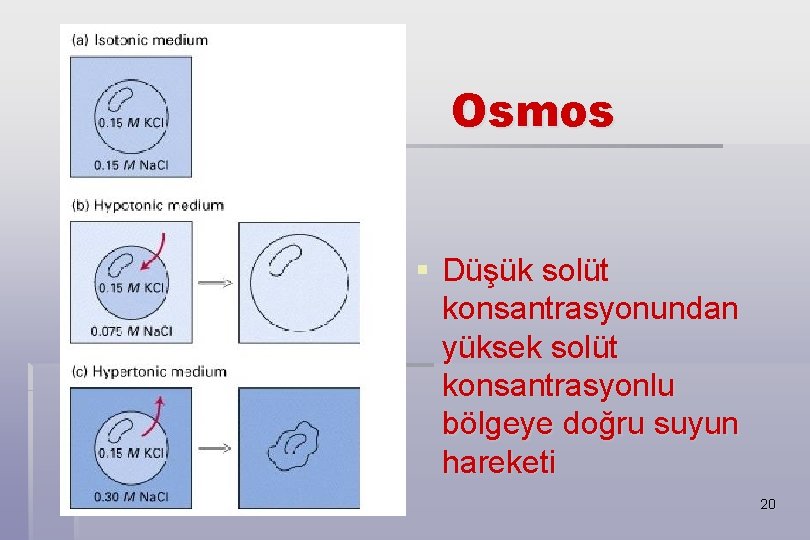 Osmos § Düşük solüt konsantrasyonundan yüksek solüt konsantrasyonlu bölgeye doğru suyun hareketi 20 