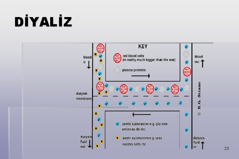 DİYALİZ 23 