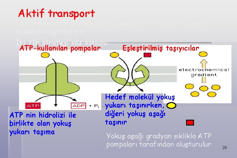 Aktif transport Elektrokimyasal gradyana karşı solütlerin transportu enerji kullanımını gerektirir İki tür strateji söz