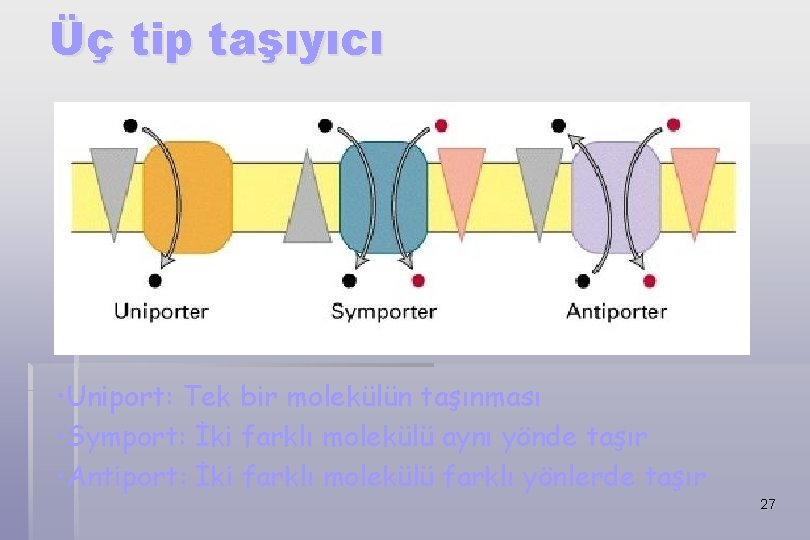 Üç tip taşıyıcı • Uniport: Tek bir molekülün taşınması • Symport: İki farklı molekülü