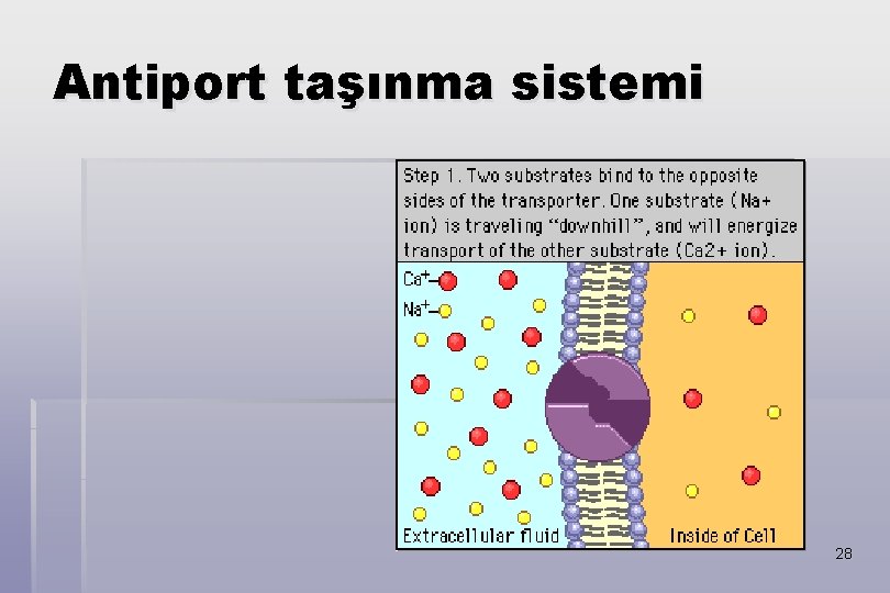 Antiport taşınma sistemi 28 