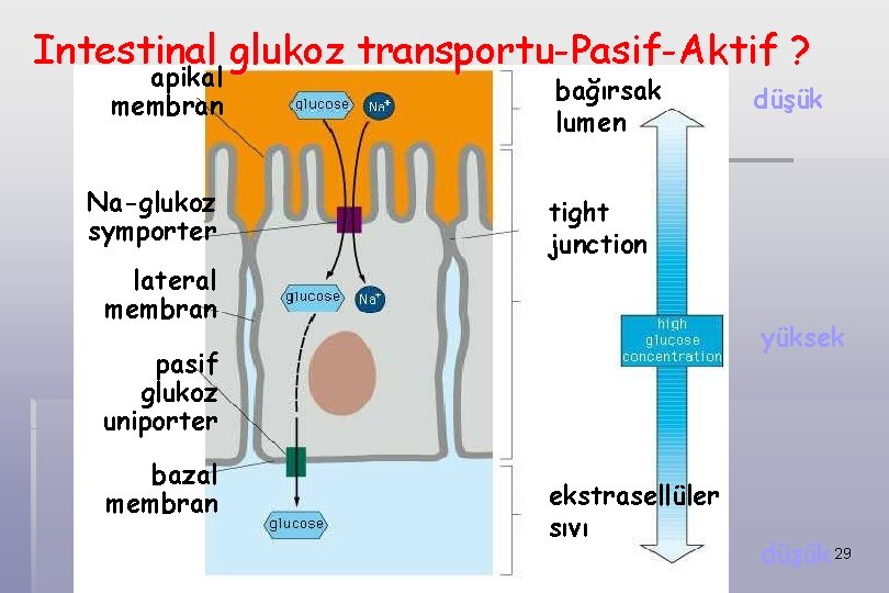 Intestinal glukoz transportu-Pasif-Aktif ? apikal membran Na-glukoz symporter lateral membran bağırsak lumen tight junction