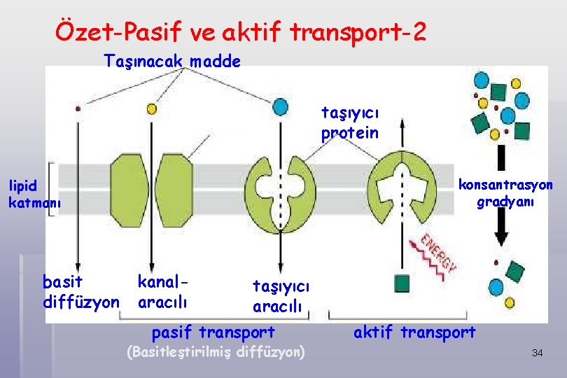 Özet-Pasif ve aktif transport-2 Taşınacak madde taşıyıcı protein konsantrasyon gradyanı lipid katmanı basit diffüzyon