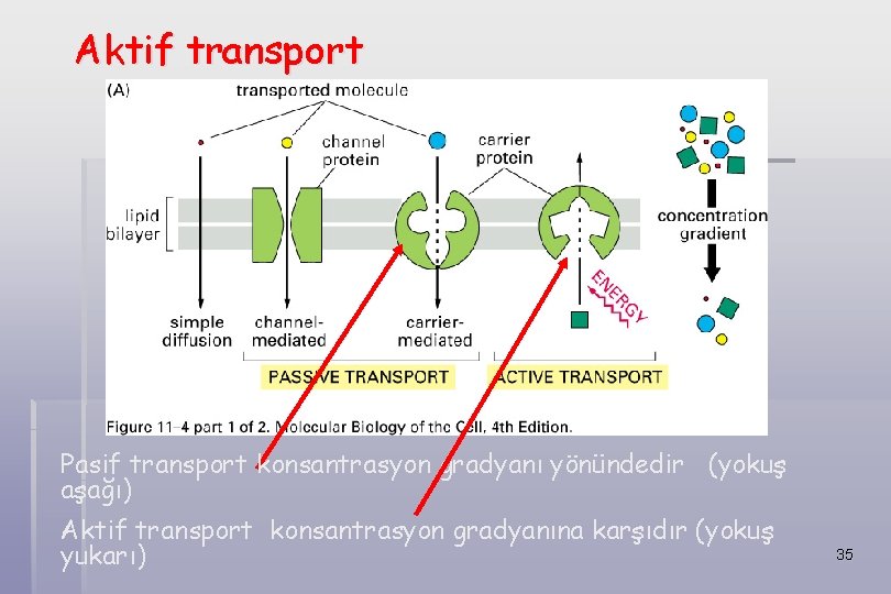 Aktif transport Pasif transport konsantrasyon gradyanı yönündedir (yokuş aşağı) Aktif transport konsantrasyon gradyanına karşıdır