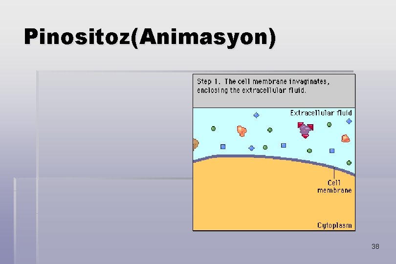 Pinositoz(Animasyon) 38 