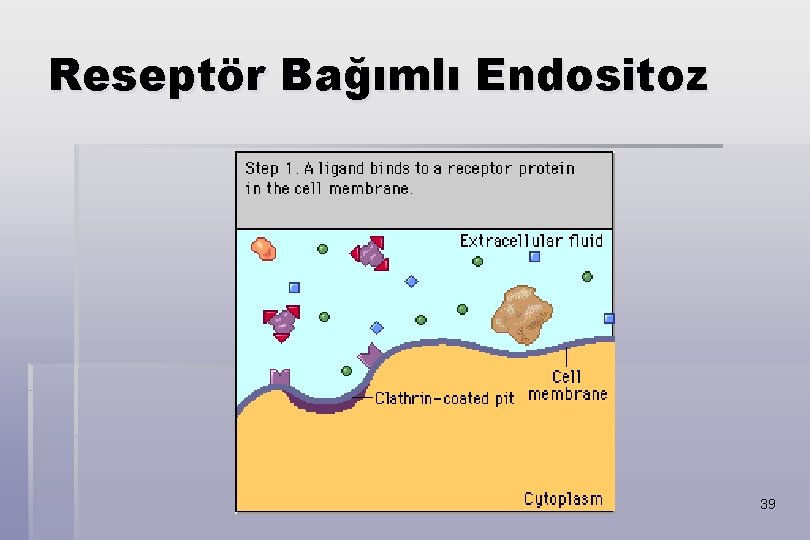 Reseptör Bağımlı Endositoz 39 