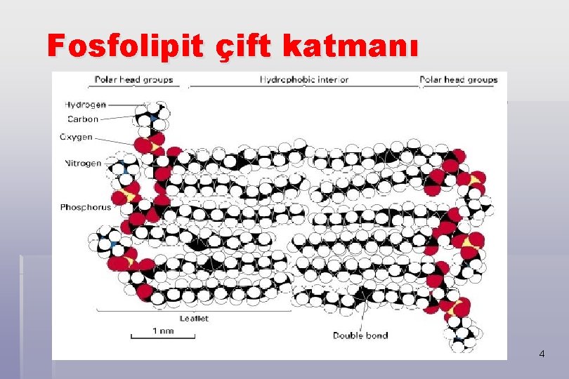 Fosfolipit çift katmanı 4 