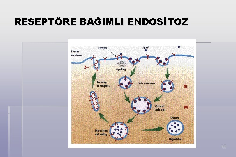 RESEPTÖRE BAĞIMLI ENDOSİTOZ 40 