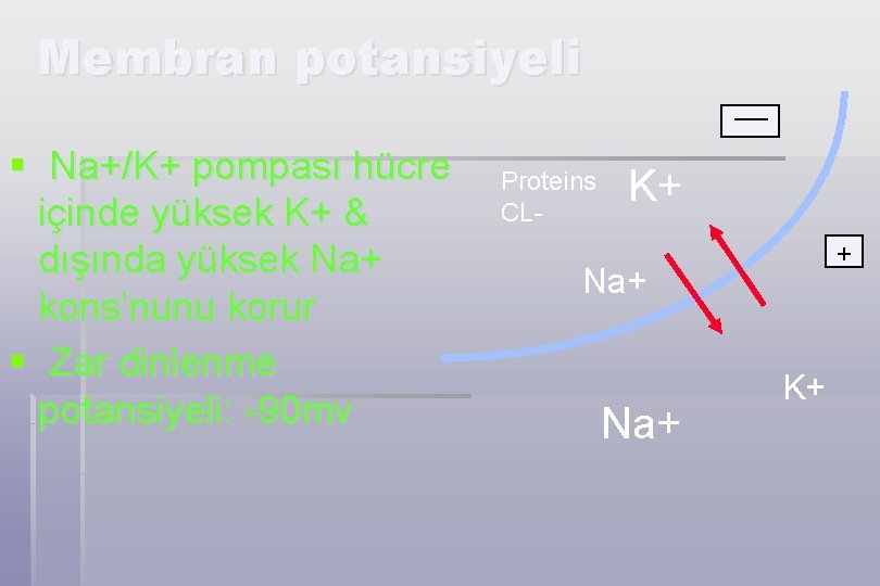 Membran potansiyeli § Na+/K+ pompası hücre içinde yüksek K+ & dışında yüksek Na+ kons’nunu